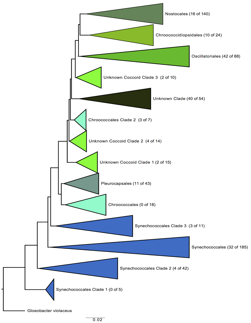 A branching model shows the phylogenetic tree of the major cyanobacterial clades.