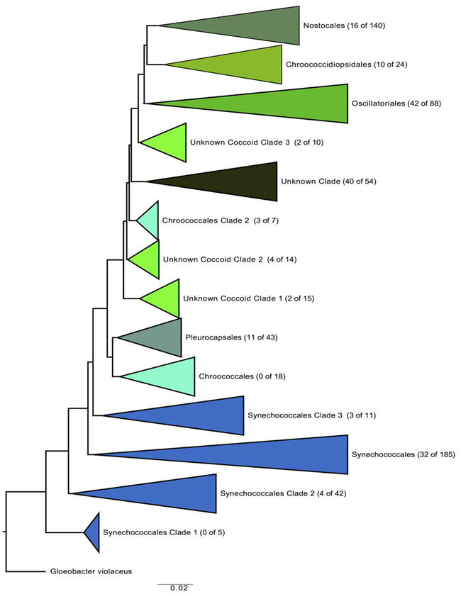 A branching model shows the phylogenetic tree of the major cyanobacterial clades. A branching model shows the phylogenetic tree of the major cyanobacterial clades.