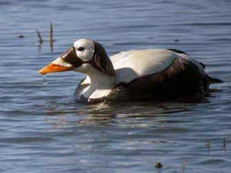 Spectacled eider swimming in water Spectacled eider swimming in water