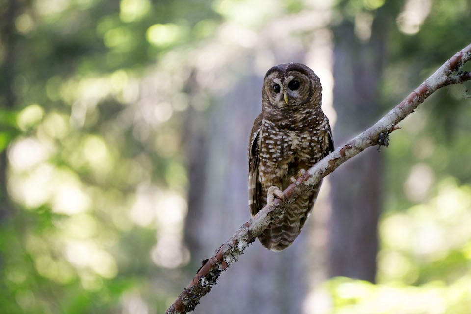 A female Northern Spotted Owl perches on a small branch with the forest blurred behind her.
