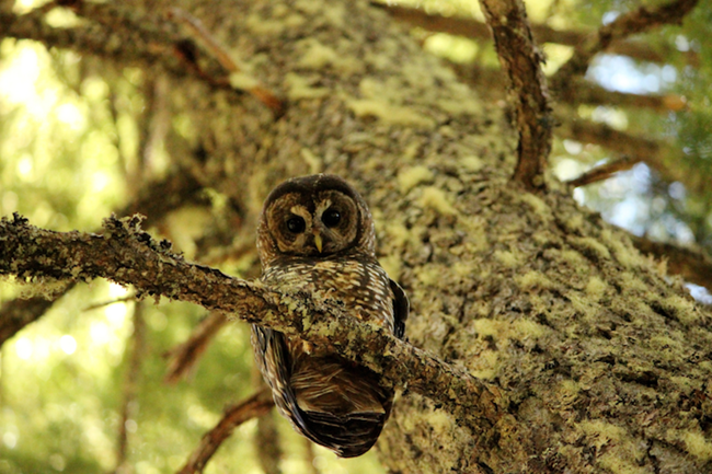 A female Northern Spotted Owl. A female Northern Spotted Owl looks down at the camera while perching on a branch.