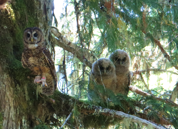 A female Northern Spotted Owl and two juveniles. A banded male Northern Spotted Owl and two juveniles perch on a branch.