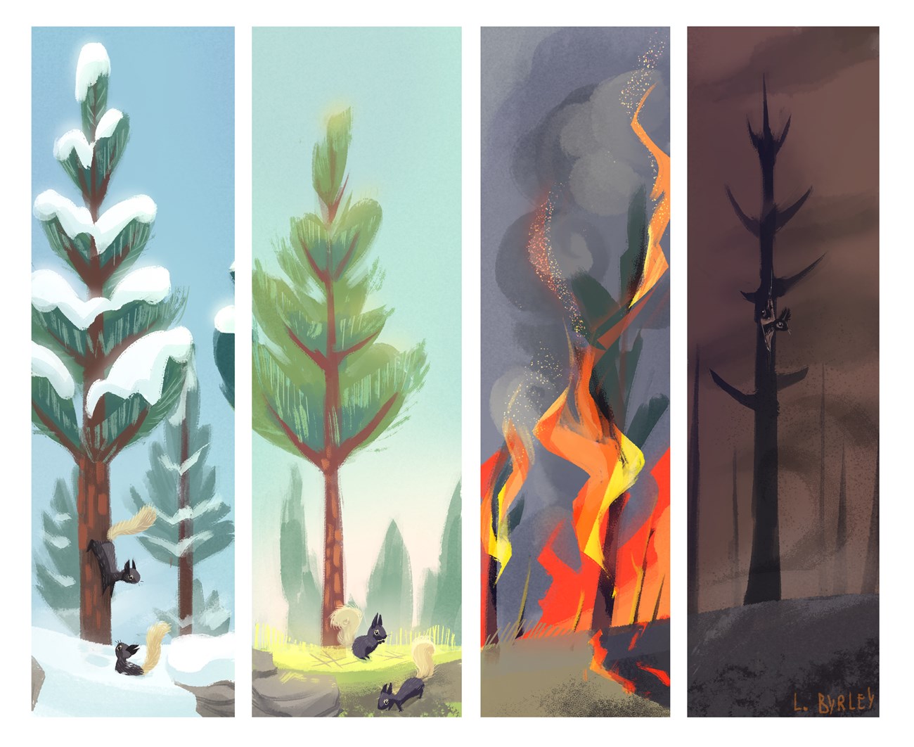 Wildfire. Pine trees during winter, spring, wildfire, and post-wildfire.