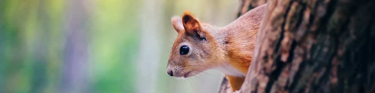 A squirrel coming out of a tree hole