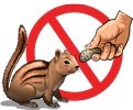 A warning showing a hand offering a peanut to a squirrel