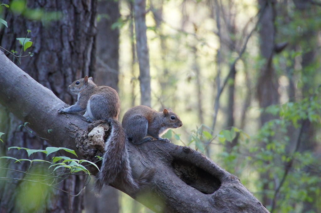 Two eastern gray squirrels on a tree branch Two eastern gray squirrels on a tree branch