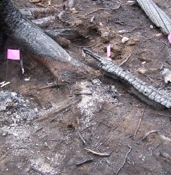 staffan figure 5 Figure 5. Centuries-old sheep skulls near a prehistoric sheep trap were destroyed by a recent fire (from Eakin 2009). Photo - ©D. Eakin.