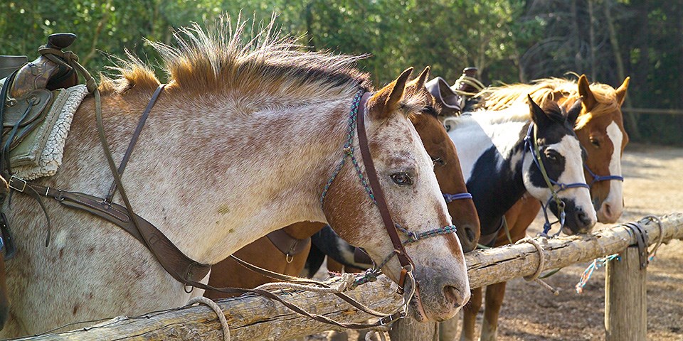 four horses hitched to a hitching rail