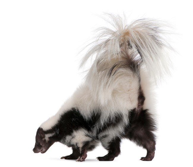striped skunk striped skunk