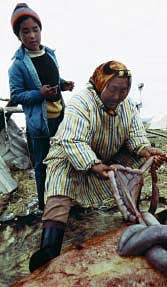 Subsistence Living An Alaskan Native woman and child process moose intestines for later use.