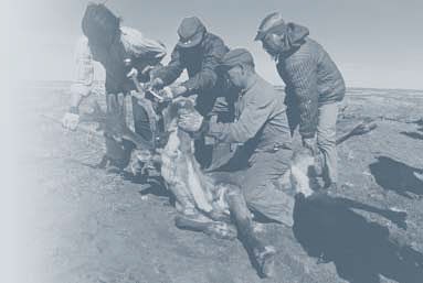 Harvesting Caribou A black and white photo of four men harvesting a caribou.