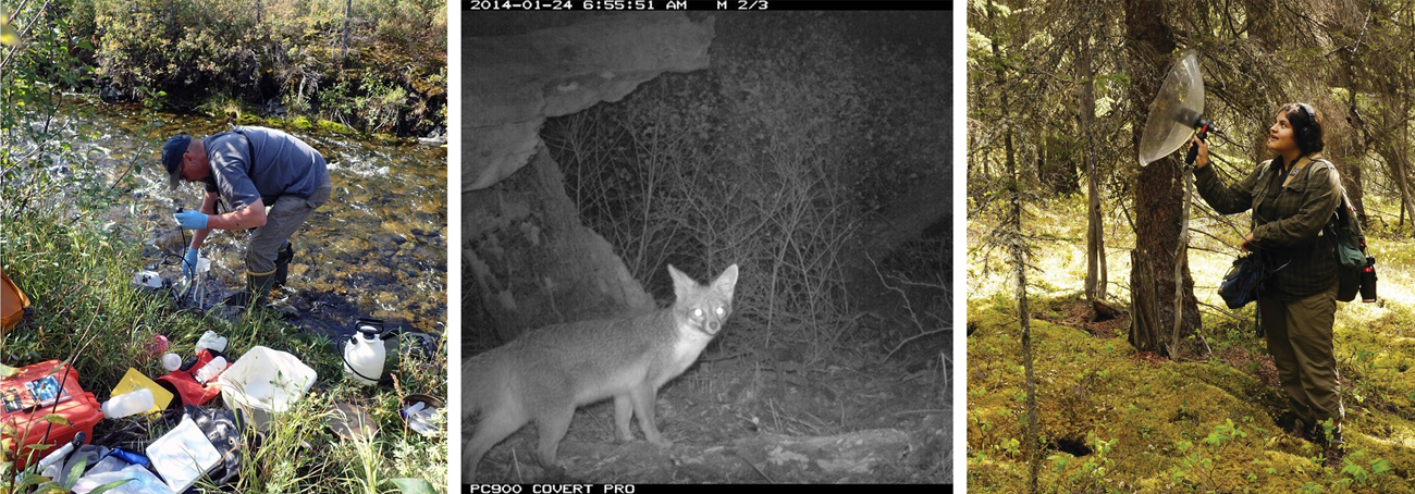 Taking water samples for eDNA (left). A black and white photo of a grey fox looking into a camera (middle). A woman stands in a forest with acoustic monitoring equipment (right).
