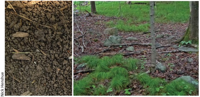 Crazy worm impacts A look at how earthworms can impact a forest