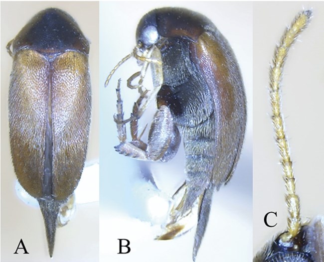 three views of a small pinned insect from top, side, and of one antennae