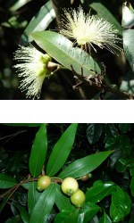 Syzygium Jambos