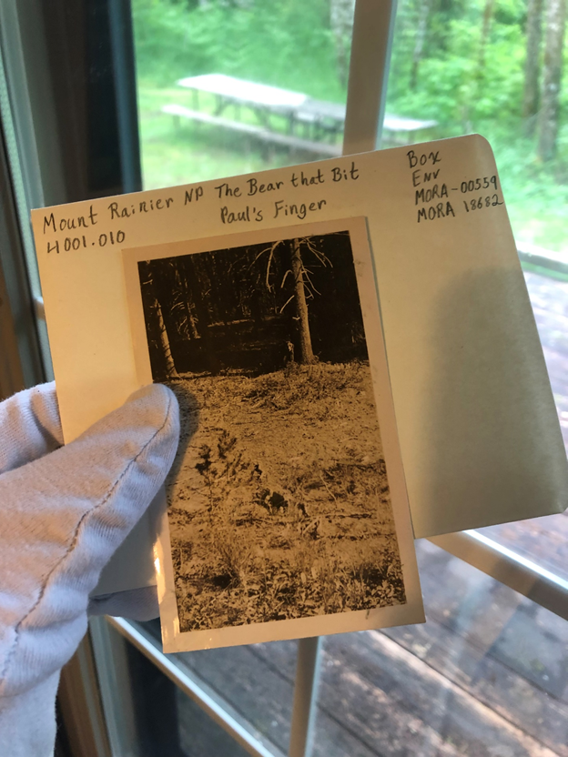 photograph of the bear that bit pauls finger photograph of the bear that bit pauls finger