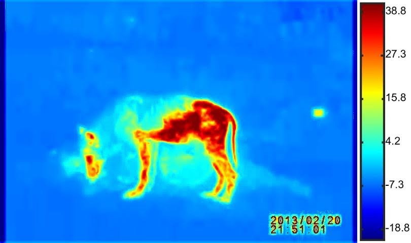 thermal image of a wolf