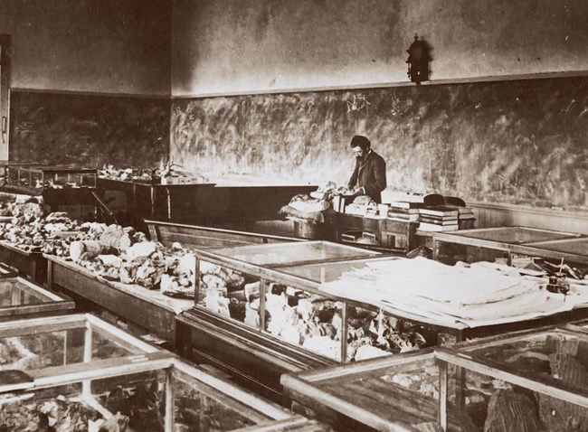 A man stands behind rows of cases with fossils found from eastern Oregon