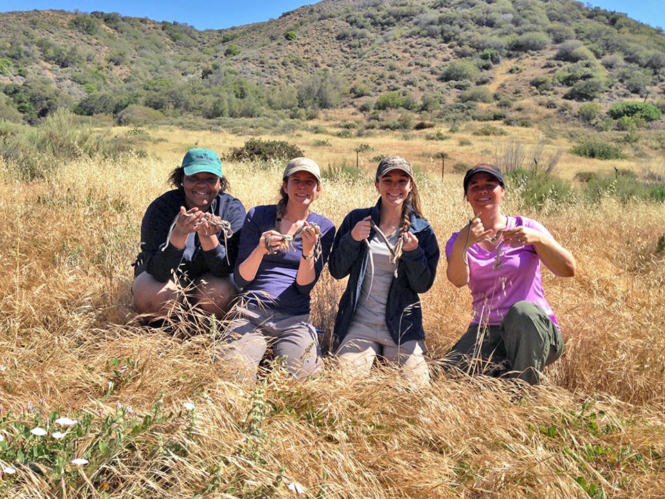 Four people in the field holding snakes