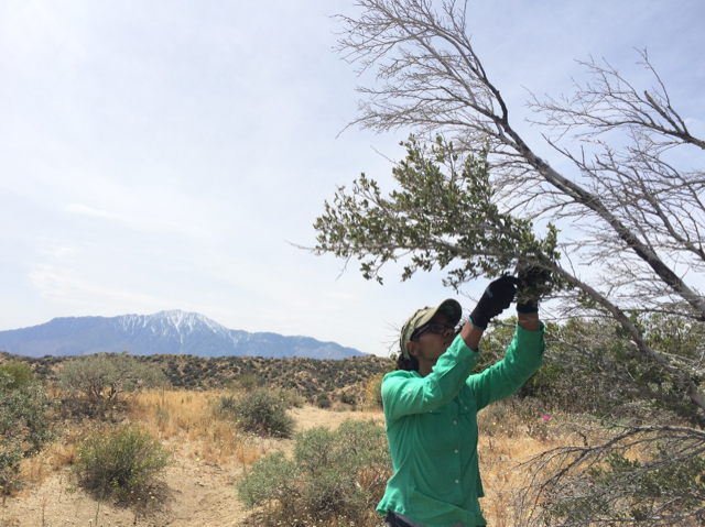 A woman takes a clipping of a tree