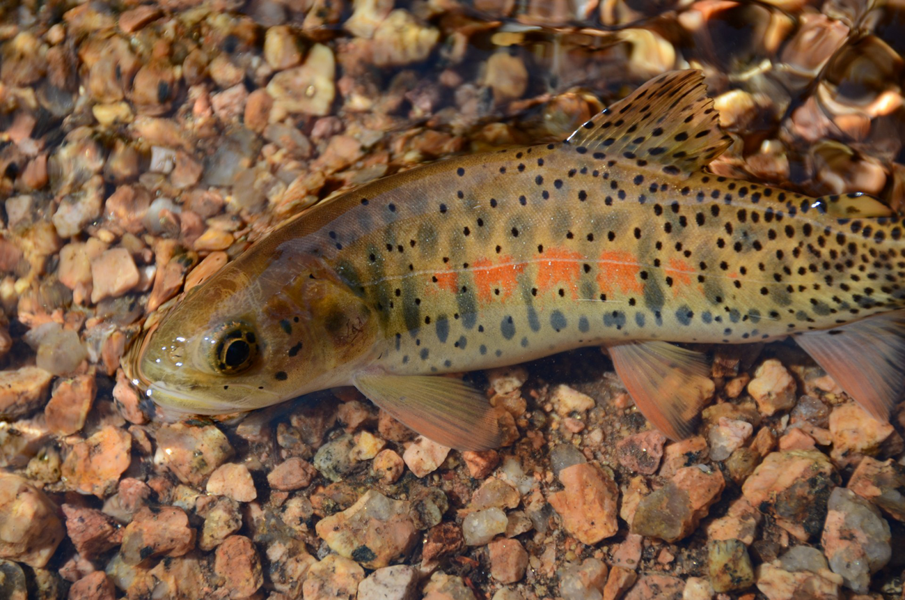 Greenback cutthroat trout An olive-colored fish with orange, gray, and black spotting, resting on a stream bed.