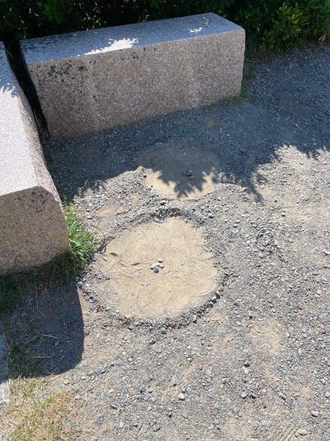 Falcon "scrape" small rocks sitting in a depression on the ground in the shape of a bird nest