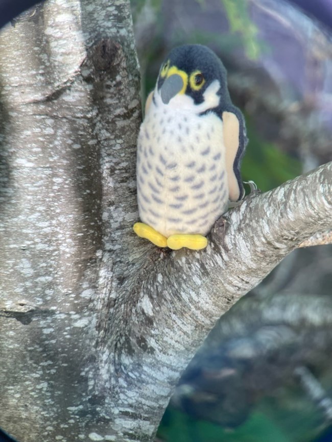 Falcon Stuffed Animal a stuffed animal peregrine falcon sits in a tree seen through a magnified lens