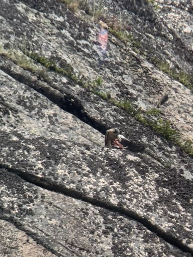 Feeding immature falcon bird perches on rock with a dead bird in its talons