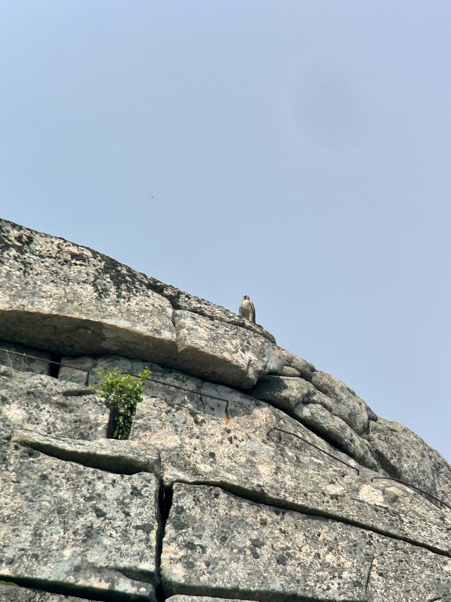 Immature peregrine falcon brown and tan juvenile falcon perches upon a granite rock slab