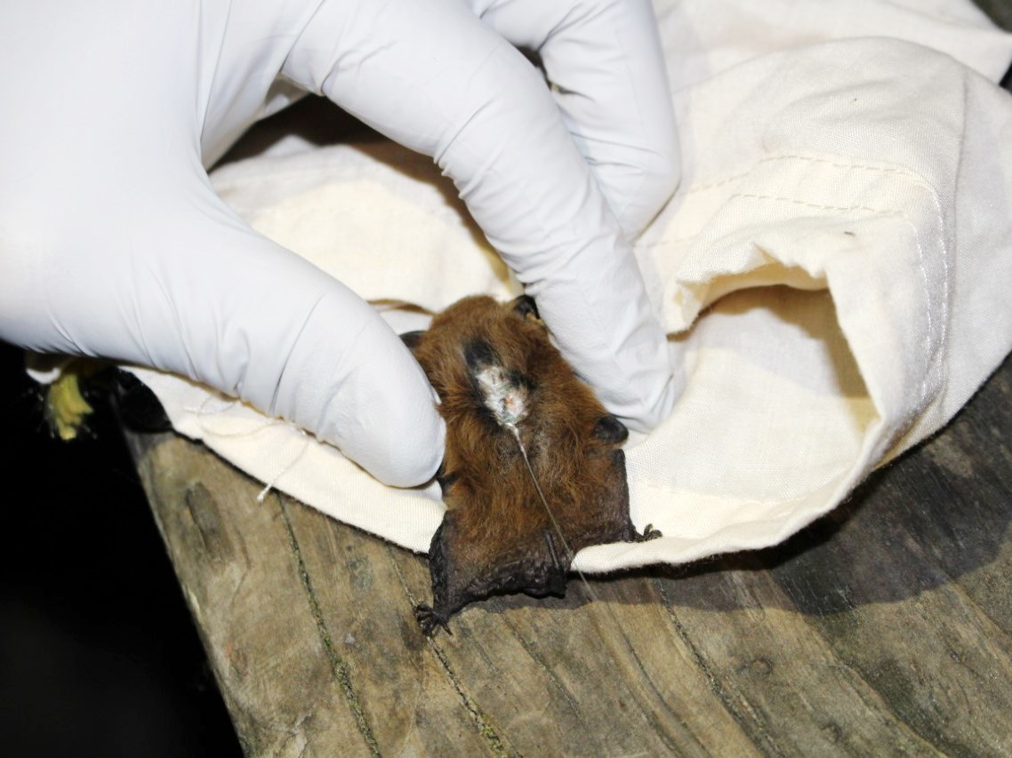 Gloved fingers gently holding a tiny bat with a small device on its back.