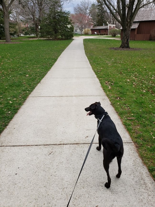Young black dog pulls excitedly on leash