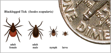 One Health and Disease: Tick-Borne Disease (U.S. National Park Service)