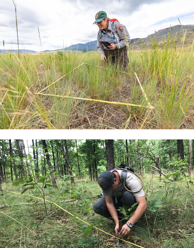 A uniformed woman leans over a delineated plot in a field of vegetation (upper photo). A man in a brown ball cap kneels next to a yellow tape measure and uses a ruler to identify plant height (lower photo).
