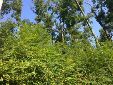 Dense tree-of-heaven stand filling in a clearing