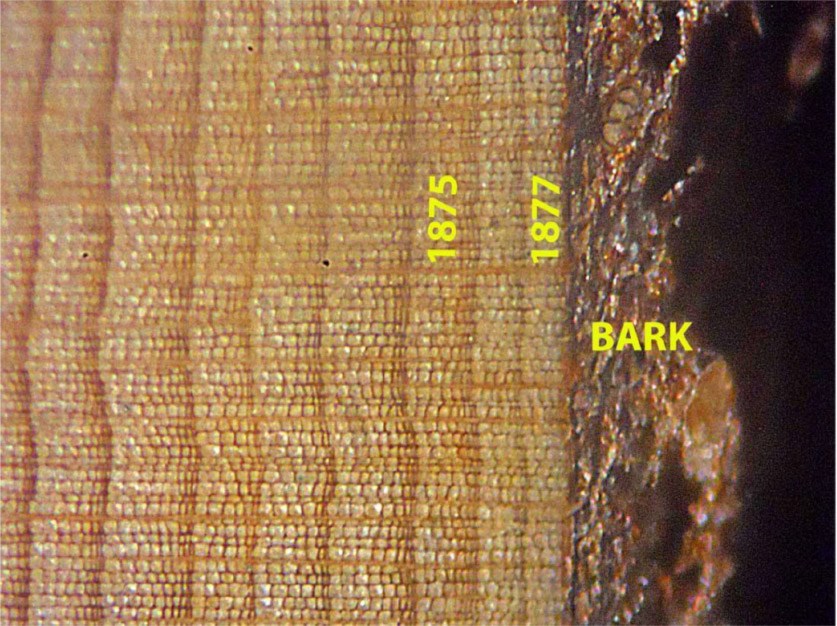 Dendrochronology