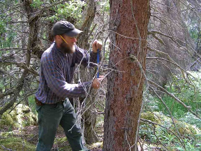 A researcher extracts a core from a tree.