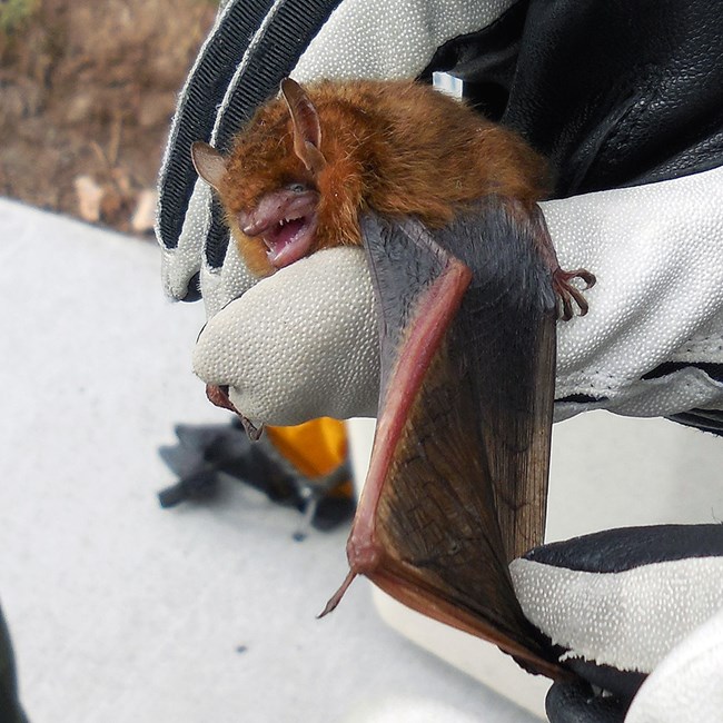 Tri-colored bat Tri-colored bat held by a researcher gently spreading its wing for measurement
