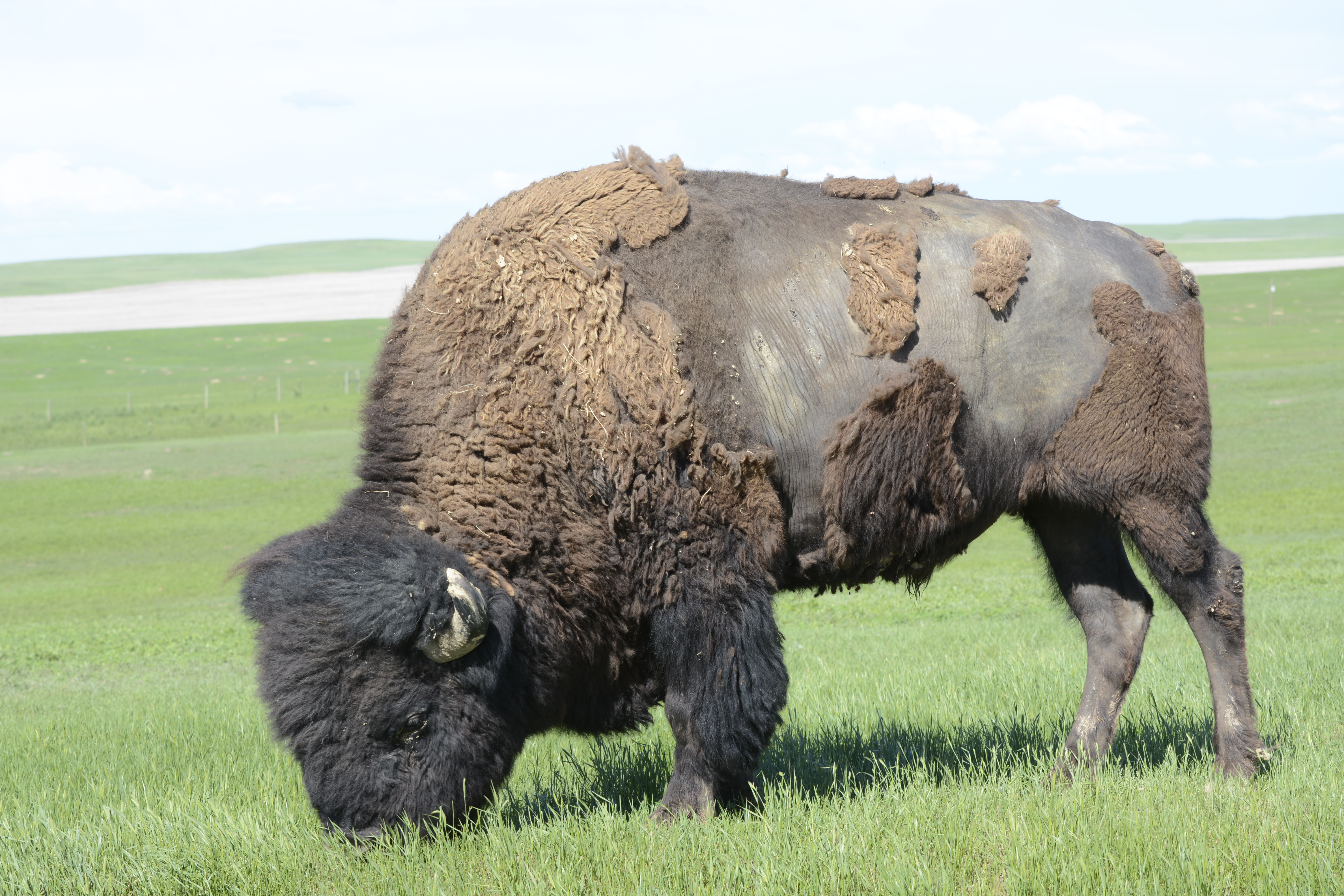 Water Buffalo vs BisonIs there a difference?