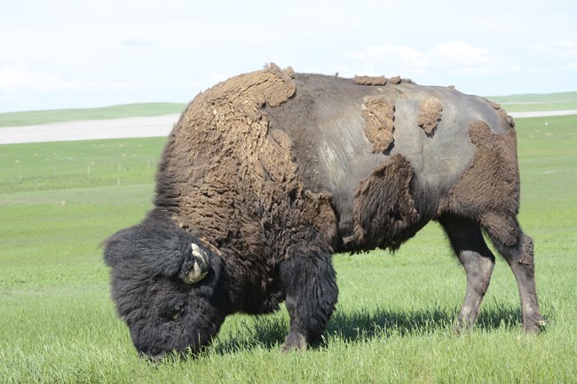 buffalo grazing on a sunny day with patchy fur