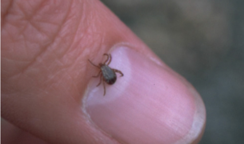 tick tiny tick