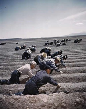 Internees transplanting celery at Tule Lake, 1942 or 1943 celery tule