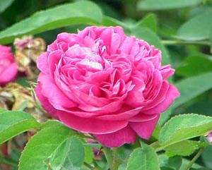 Pink rose.