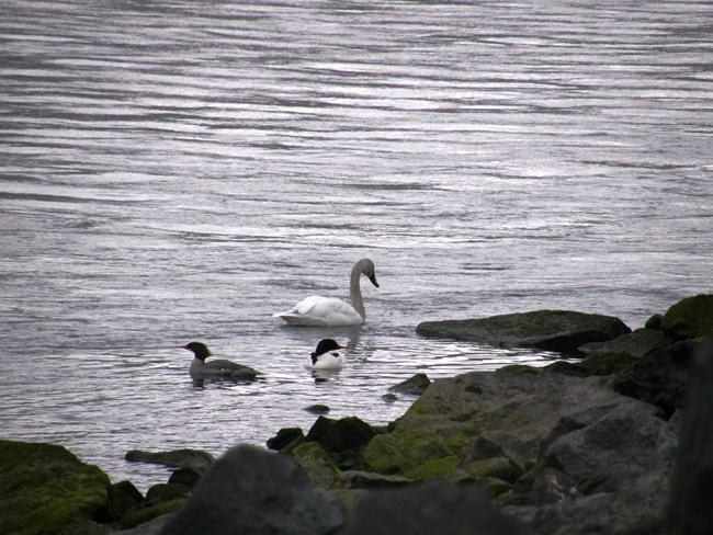 Tundra Swan Swan and two smaller birds swim on the edge of a river.