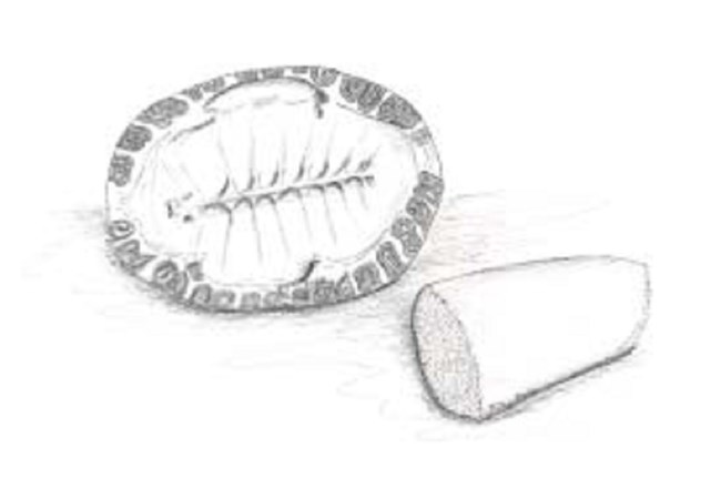 Illustration of the underside of a turtle shell and a cylindrical bone with 1 end shaved flat  and the other pointed.
