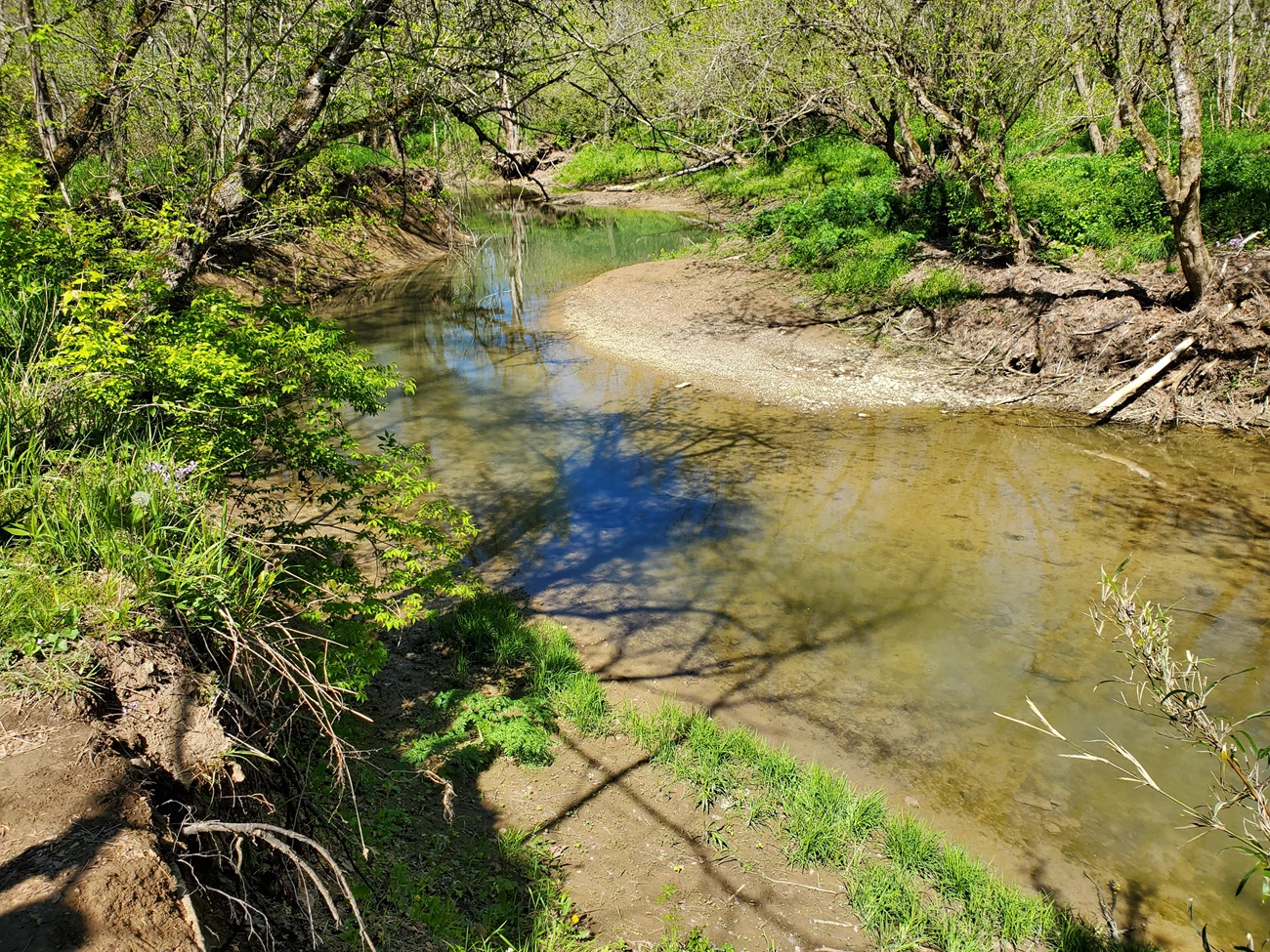 2025 SPRING PP NEWSLETTER - FIGURE 2 - BIBO TWEET A shallow creek winds between sandy banks that support trees, shrubs, and grasses.