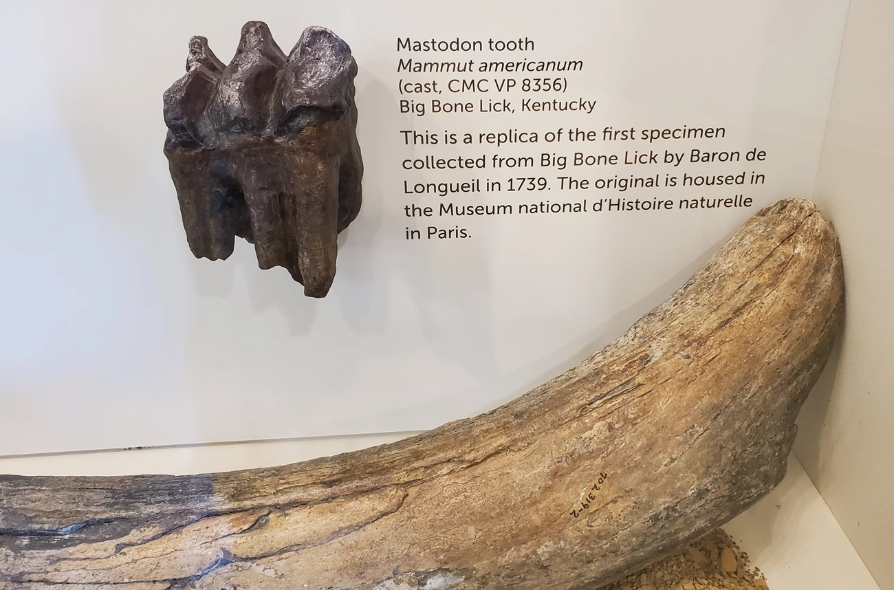 2025 SPRING PP NEWSLETTER - FIGURE 3 - BIBO TWEET A cast of a fossil tooth with deep roots and a strongly cusped chewing surface, like the underside of an egg carton. Text with the tooth reads “Mastodon tooth. Mammut americanum. (cast, CMC VP 8356). Big Bone Lick, Kentucky. This is a replica of the fir