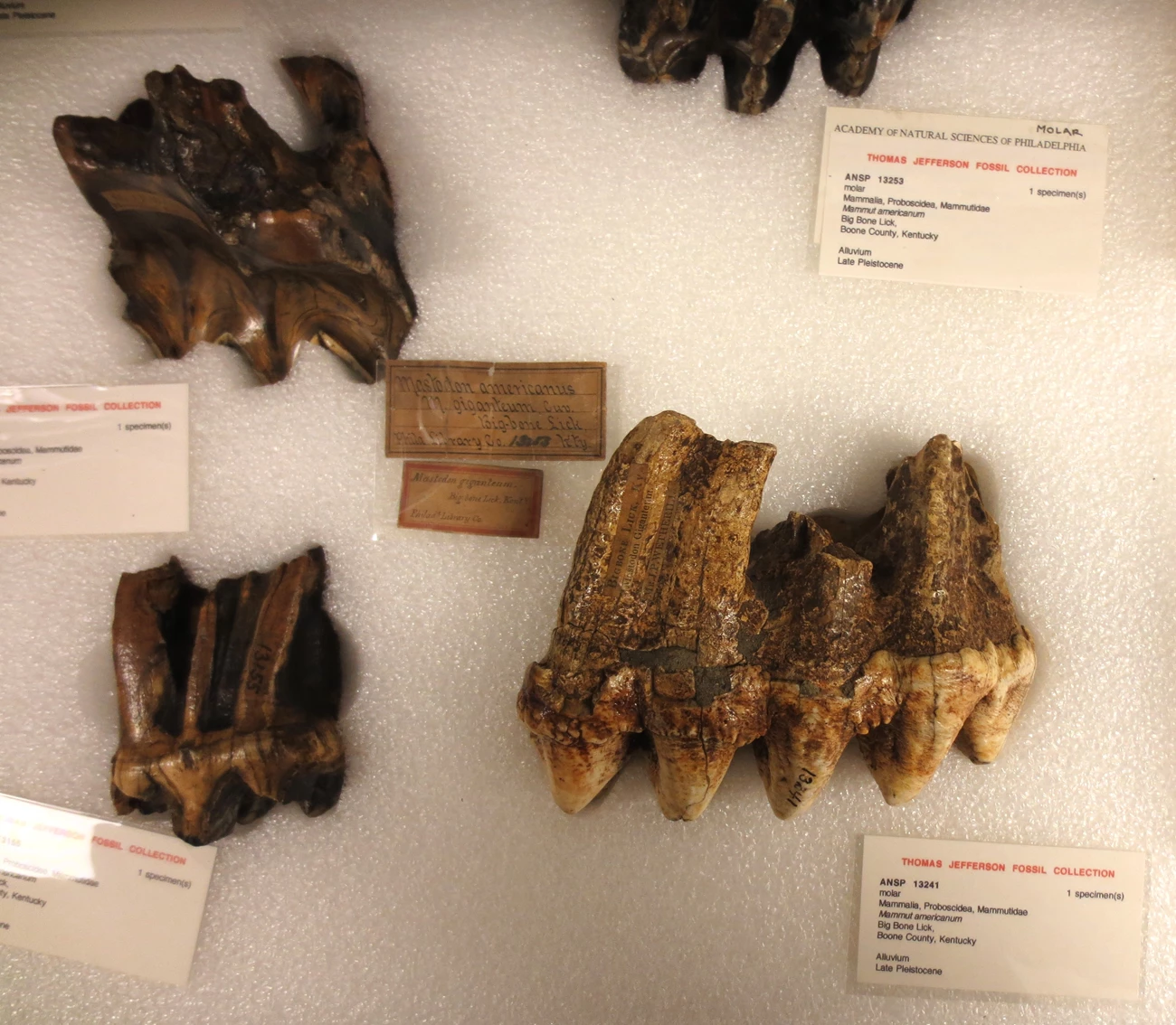 2025 SPRING PP NEWSLETTER - FIGURE 5 - BIBO TWEET Three fossil teeth with deep roots and strongly cusped chewing surfaces. They are in a padded drawer with small information cards describing them as belonging to Thomas Jefferson’s fossil collection from Big Bone Lick.