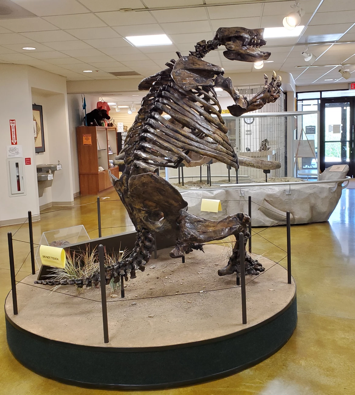 2025 SPRING PP NEWSLETTER - FIGURE 7 - BIBO TWEET A mounted fossil skeleton of a giant ground sloth with short stocky limbs inside a building.