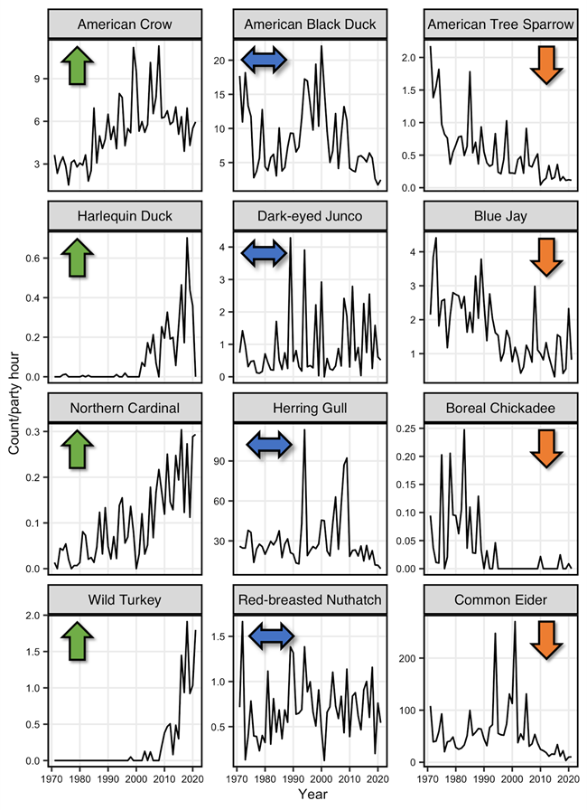 Winter Bird Trends Twelve line graphs showing winter bird population trends in Acadia. Examples, include American Crow's increasing, American black ducks remaining consitent and American Tree sparrows declining.