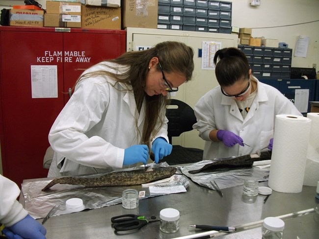 two students necropsy and prepare burbot samples